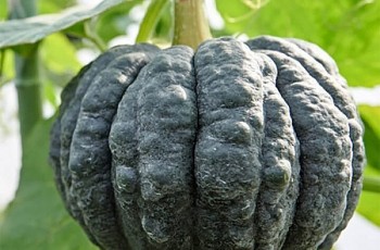 Khéo tay trồng vườn bí ngô độc lạ, ngắm đã mắt, ăn ngọt mát bồi bổ cho cả gia đình