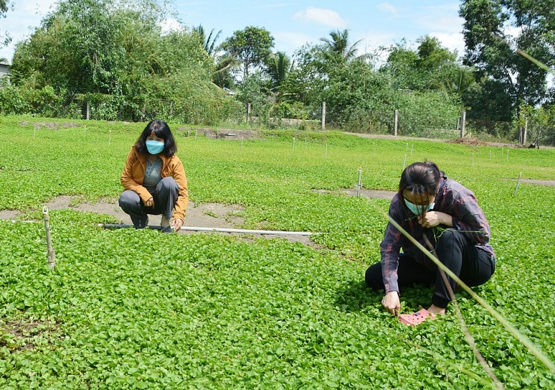 Nhờ chuyển đổi cây trồng hợp lý, gia đình chị Huỳnh Thị Duyên Duyên (bìa phải) có thu nhập ổn định Nhờ chuyển đổi cây trồng hợp lý, gia đình chị Huỳnh Thị Duyên Duyên (bìa phải) có thu nhập ổn định