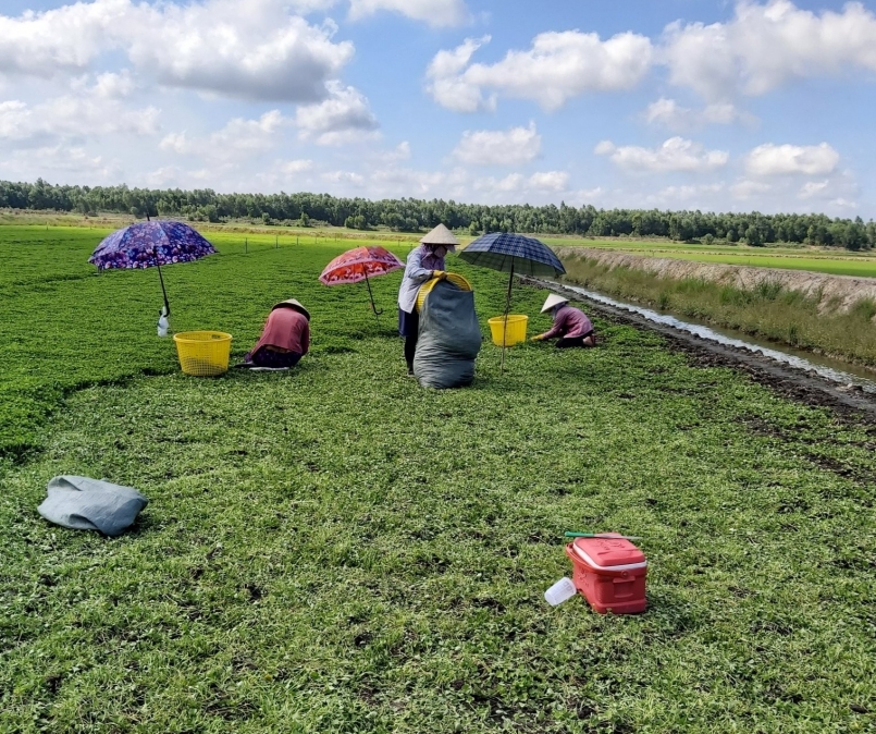 Mô hình trồng rau má của anh Đào Văn Pháp Mô hình trồng rau má của anh Đào Văn Pháp