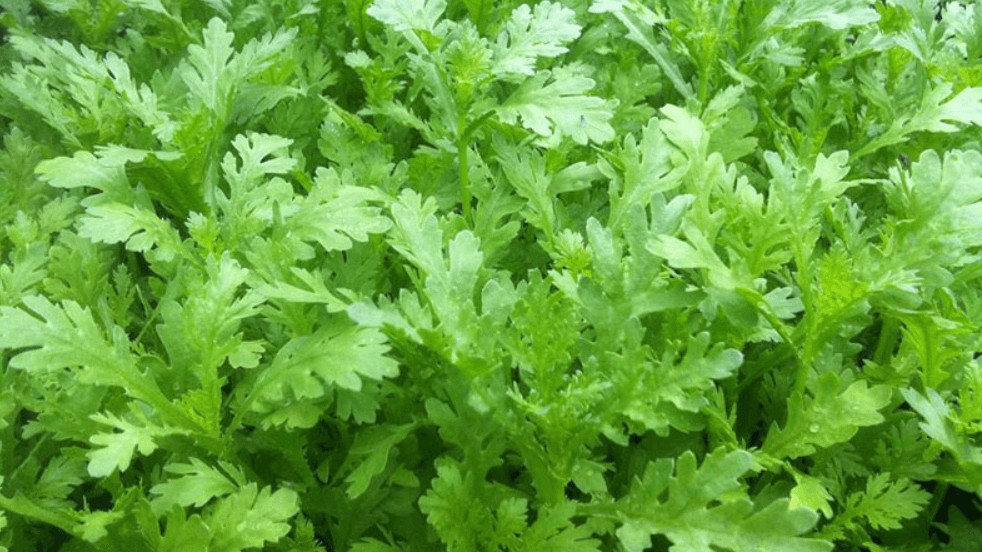 Tháng 3 gieo 5 loại rau này tới mùa hè khỏi cần đi mua, cả nhà ăn mấy tháng không hết