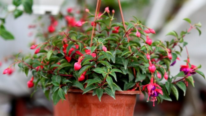 5 loại cây để trong bóng tối nở hoa càng rực rỡ, sum suê hơn mang ra nắng