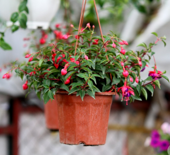 5 loại cây để trong bóng tối nở hoa càng rực rỡ, sum suê hơn mang ra nắng