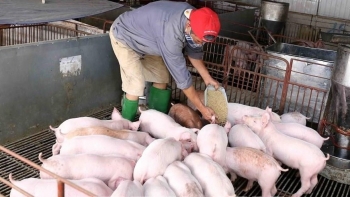 Giá heo hơi hôm nay (15/3) lặng sóng ở đáy 46.000 đồng/kg, người nuôi bán lỗ để duy trì trại heo