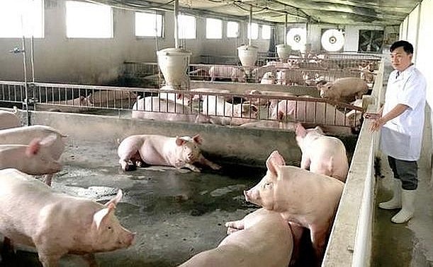 Giá heo hơi hôm nay (15/3) Với mức giá heo hơi như hiện nay, người chăn nuôi lỗ khoảng 500.000 đồng/con.