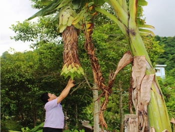 Giống cây nghe tên “lẻ loi” nhưng cho thu nhập từ 60 đến 70 triệu đồng/năm