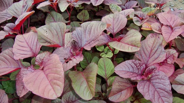 Thứ rau mùa hè được mệnh danh là “rau trường thọ”, gieo hạt một tuần đã lên tốt um