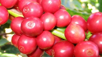 Giá nông sản hôm nay (15/3) cà phê đồng loạt giảm về ngưỡng 46, hồ tiêu kịch trần 66.000 đồng/kg