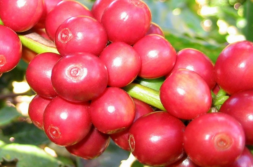 Giá nông sản hôm nay (15/3) giá cà phê biến động theo hướng giảm mạnh trên sàn kỳ hạn.