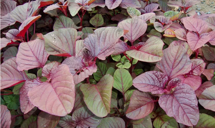 Thứ rau mùa hè được mệnh danh là “rau trường thọ”, gieo hạt một tuần đã lên tốt um