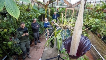 Cây siêu hiếm với tên gọi cực nhạy cảm bất ngờ nở hoa, từng đoàn người xếp hàng chiêm ngưỡng