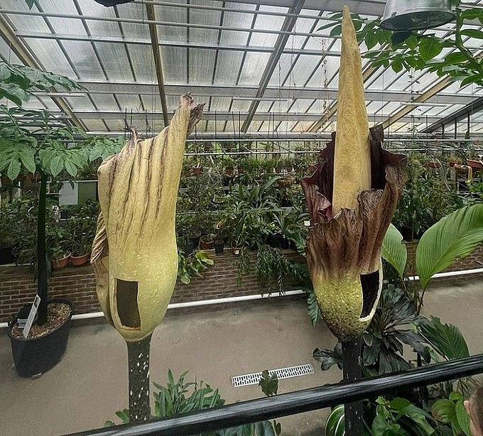 Hình ảnh hiếm gặp khi hai cây Amorphophallus gigas cùng nở hoa vào một thời điểm ở vườn thực vật Leiden. Ảnh: IT