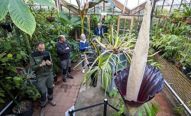 Trên thế giới không có nhiều người có cơ hội chiêm ngưỡng cây dương vật khổng lồ nở hoa.