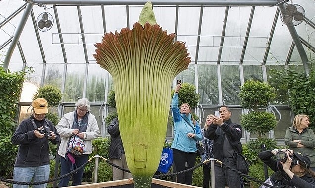 Người dân Mỹ xếp hàng đi ngắm và ngửi thử cây Amorphophallus gigas nở hoa tại Vườn bách thảo Chicago. Ảnh: IT