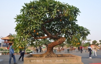 Bonsai cây trứng gà khủng hàng độc hiếm cỡ nào mà có giá 650 triệu đồng