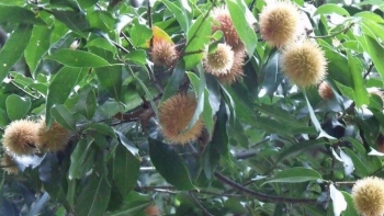 Cây vô danh trên rừng Việt lại cực quý tại Trung Quốc, lấy hạt bán 400 nghìn đồng/kg