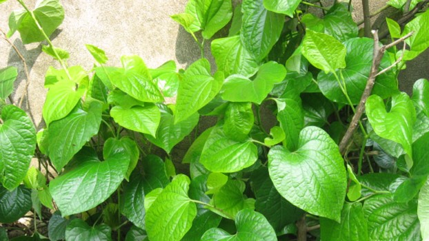Loại lá là kẻ thù của bệnh xương khớp, tưởng khó trồng thực ra rất dễ, chỉ giâm cành là hái mỏi tay