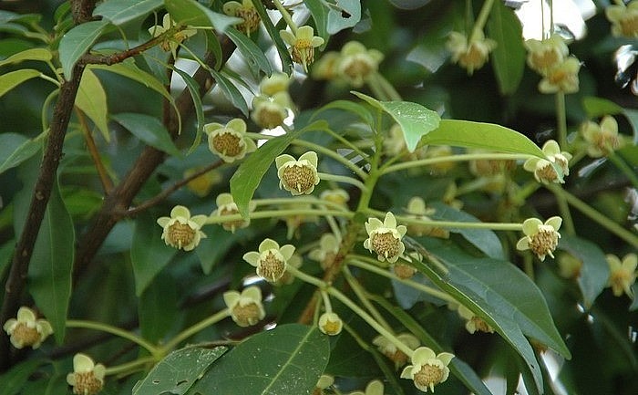 Cây hầu hoan hỷ ra hoa và kết trái 