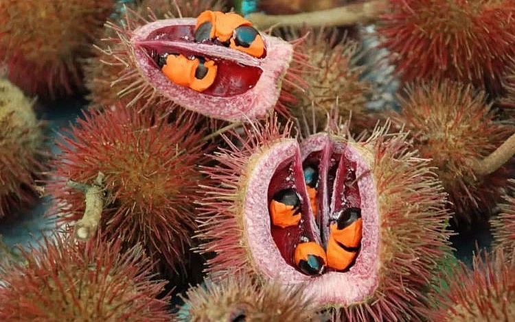 Hạt của cây hầu hoan hỷ rất có giá trị.