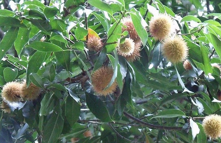 Cây hầu hoan hỷ có quả trông giống chôm chôm.