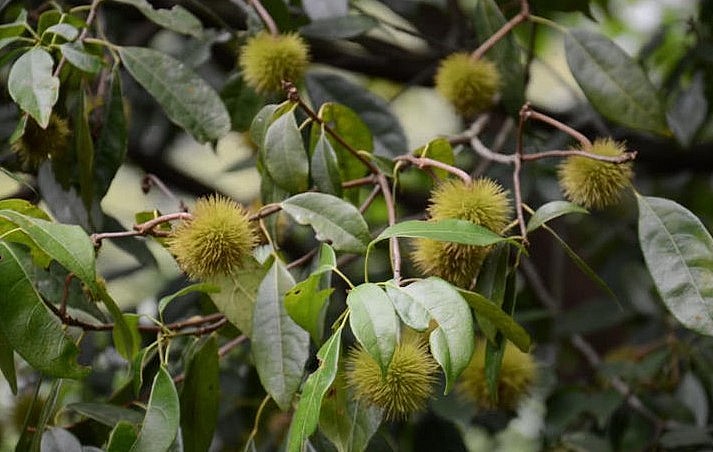 Ở Trung Quốc, hạt quả hầu hoan hỉ có giá rất cao.