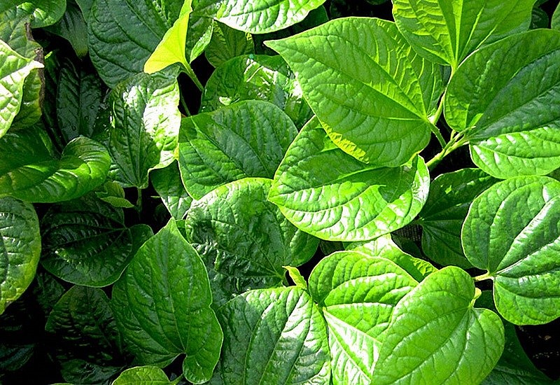 Lá lốt có nhiều công dụng trong điều trị bệnh