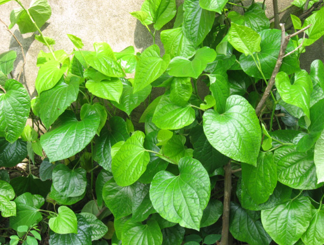 Loại lá là kẻ thù của bệnh xương khớp, tưởng khó trồng thực ra rất dễ, chỉ giâm cành là hái mỏi tay