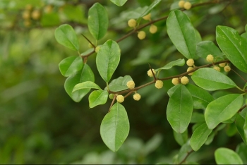 Những bài thuốc dân gian hữu ích từ cây mỏ quạ