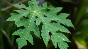 Loại lá đến bò cũng không muốn ăn, hoá ra vừa là đặc sản ngon, vừa là vị thuốc quý