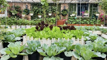 Đi nhặt thùng sơn, chai nhựa bị bỏ đi làm khu vườn vạn người mê, trồng rau hái cả niềm vui