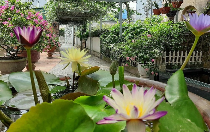 Vườn rau vạn người mê của chị Lan Anh có cả rau xanh, hoa thơm và trái ngọt chị còn hái cả niềm vui.