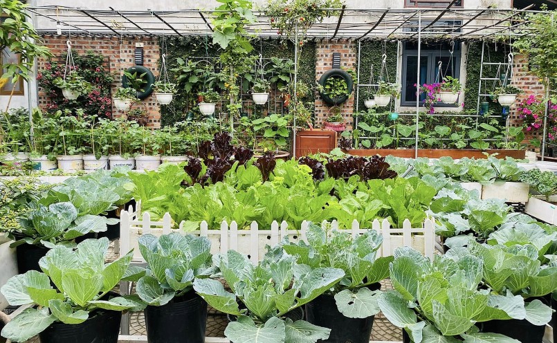 Từ khi Covid-19 bùng phát, thấy rác thải quanh xóm nhiều, chị Lan Anh tận dụng để làm vườn rau.