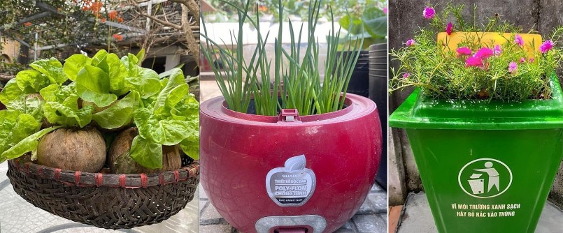 Chị Lan Anh còn tận dụng vỏ dừa, nồi cơm điện hay thùng rác hỏng, lốp xe, giỏ hoa để trồng rau và hoa trái.