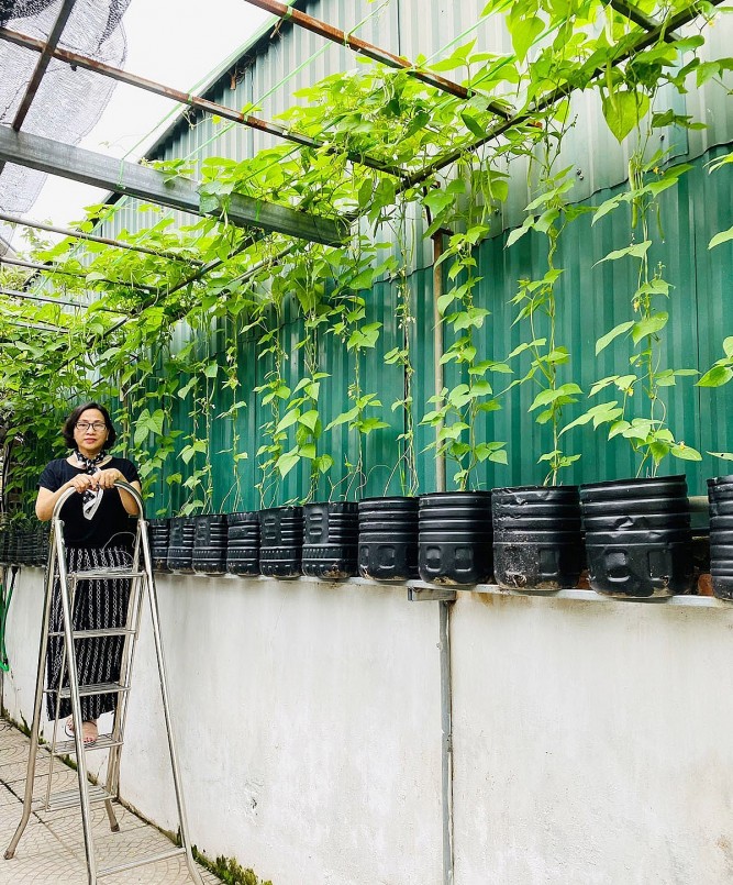 Bà chủ vườn còn làm giá treo dọc lối vào nhà để đặt chậu trồng đậu cove, nhuộm xanh lối vào nhà. Chị Lan Anh trộn đất khô với 40% trấu hoặc xơ dừa, phân gà Hà Lan, chút phân lân, sau đó cho vào 1/2 chậu và gieo hạt. Sau hơn hai tháng là có đậu ăn. 