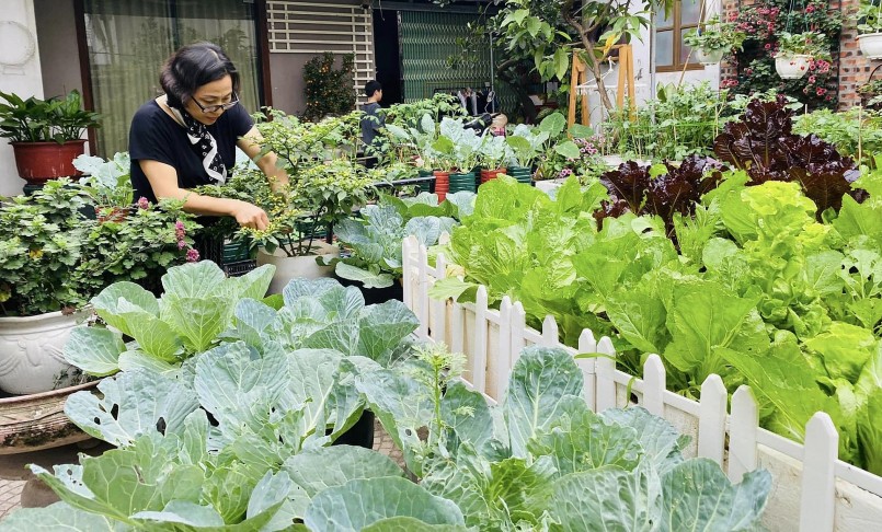 Trồng rau trong chậu dưới đất thuận tiện cho việc vận chuyển, tưới nước, bón phân, nhưng cũng nhiều sâu, rệp hơn trên sân thượng. Bà chủ vườn ngày hai buổi ngoài tưới, bón phân, phải phòng sâu, rệp bằng cách phun thuốc sinh học, bắt bướm để chúng không đẻ trứng, gây sâu hại.