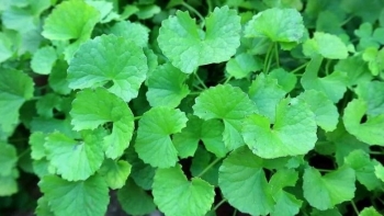 Thứ rau vừa đắng vừa ngang, đem chế biến theo cách này đã ngon lại thanh nhiệt, giải độc cơ thể