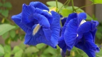 Hoa đậu biếc - Loài hoa không chỉ đẹp mà còn mang đến nhiều lợi ích cho sức khỏe