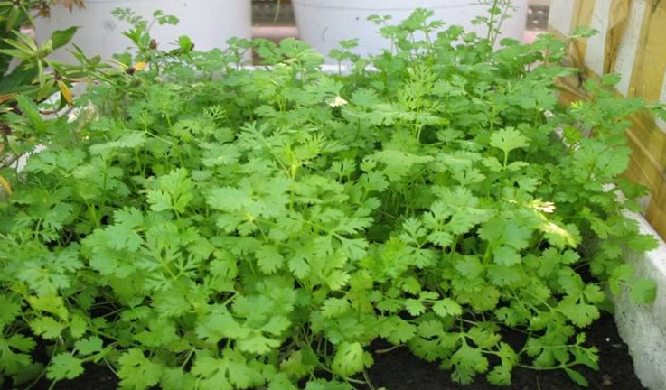 Ban công đừng để trống, trồng 4 loại rau này nửa tháng là tha hồ hái Ban công đừng để trống, trồng 4 loại rau này nửa tháng là tha hồ hái