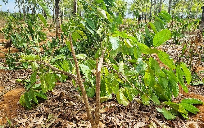 Qua kiểm đếm, có hơn 1.000 cây cà phê bị chặt ngang thân, gốc, tổng diện tích khoảng 1 ha. 