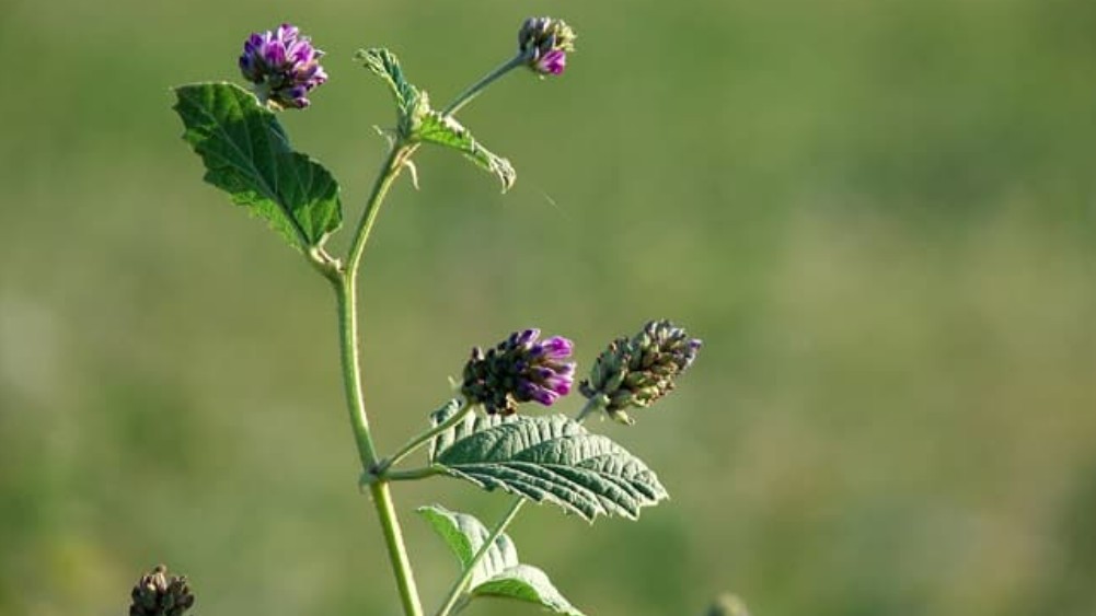 Bổ cốt chỉ - Dược liệu quý cho nam giới