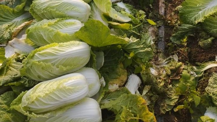 Cải thảo Sơn La đang rẻ như cho, đem chế biến 4 món này ngon bất bại mà đơn giản không ngờ