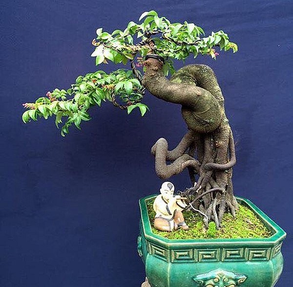 Cây khế theo thế hoành và có sự biến tấu ngẫu hứng theo dáng cây sẵn có. 