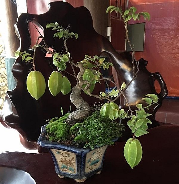 Bonsai khế mini để bàn ra quả cực đẹp. 