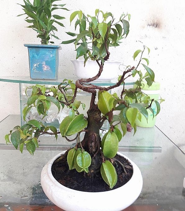 Thân cây khế mọc ra nhiều nhánh khỏe khoắn, uốn lượn rất đẹp mắt.