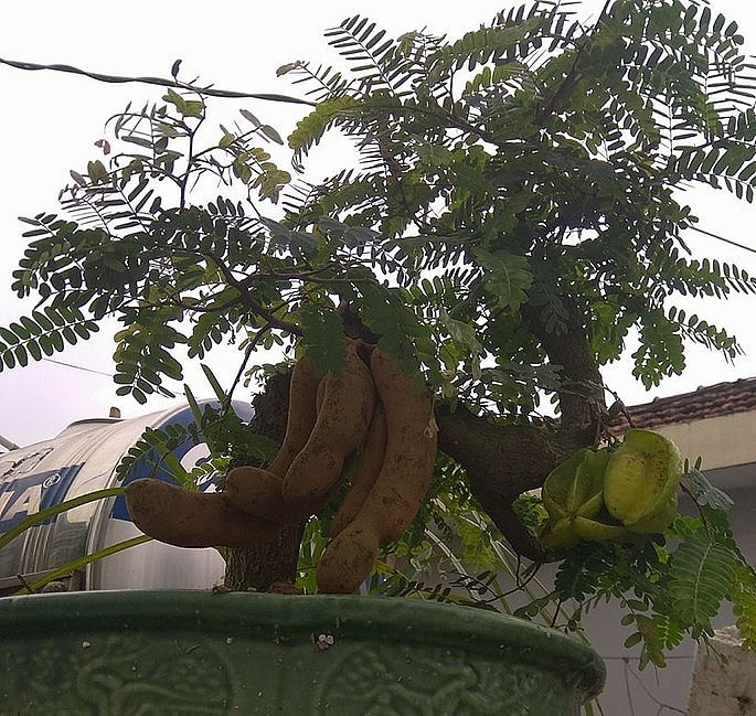 Bonsai me - khế siêu lạ mắt. 