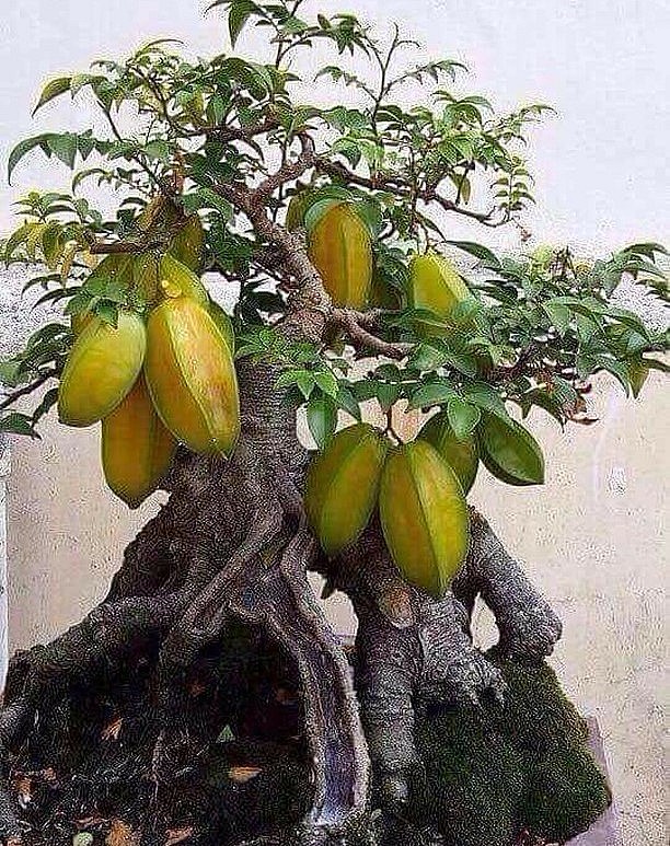 Gốc cây khế có thế thác cổ kính. 