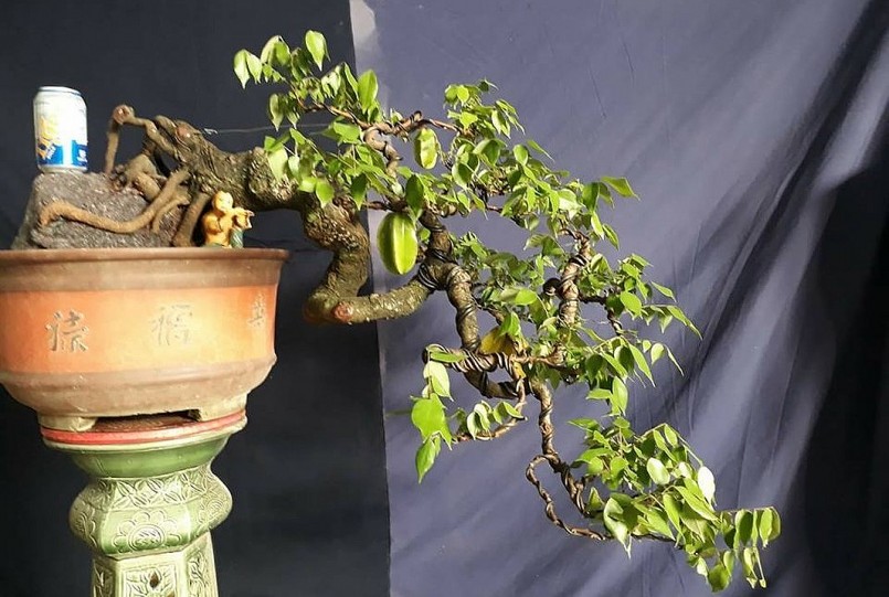 Khế là loài thân gỗ có đặc tính thân cành giòn, rất khó tạo thế. 