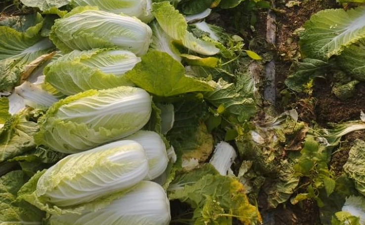 Cải thảo giá bán rẻ như cho, chỉ hơn 1.000 đồng/kg.