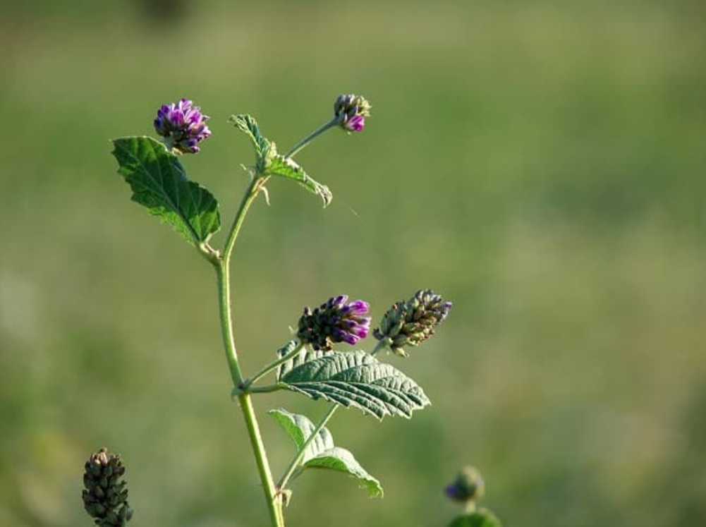 Bổ cốt chỉ - Dược liệu quý cho nam giới