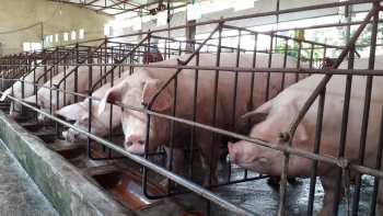 Giá heo hơi hôm nay (16/3) loay hoay ở đáy 46, lo vỡ trận “thủ phủ” heo kiến nghị giảm thuế