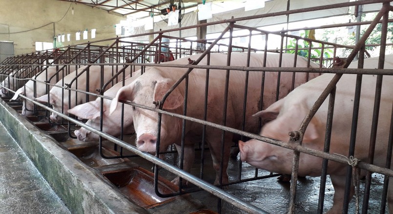 Giá heo hơi hôm nay (16/3) , đi ngang trong khoảng 46.000 đến 52.000 đồng/kg. 